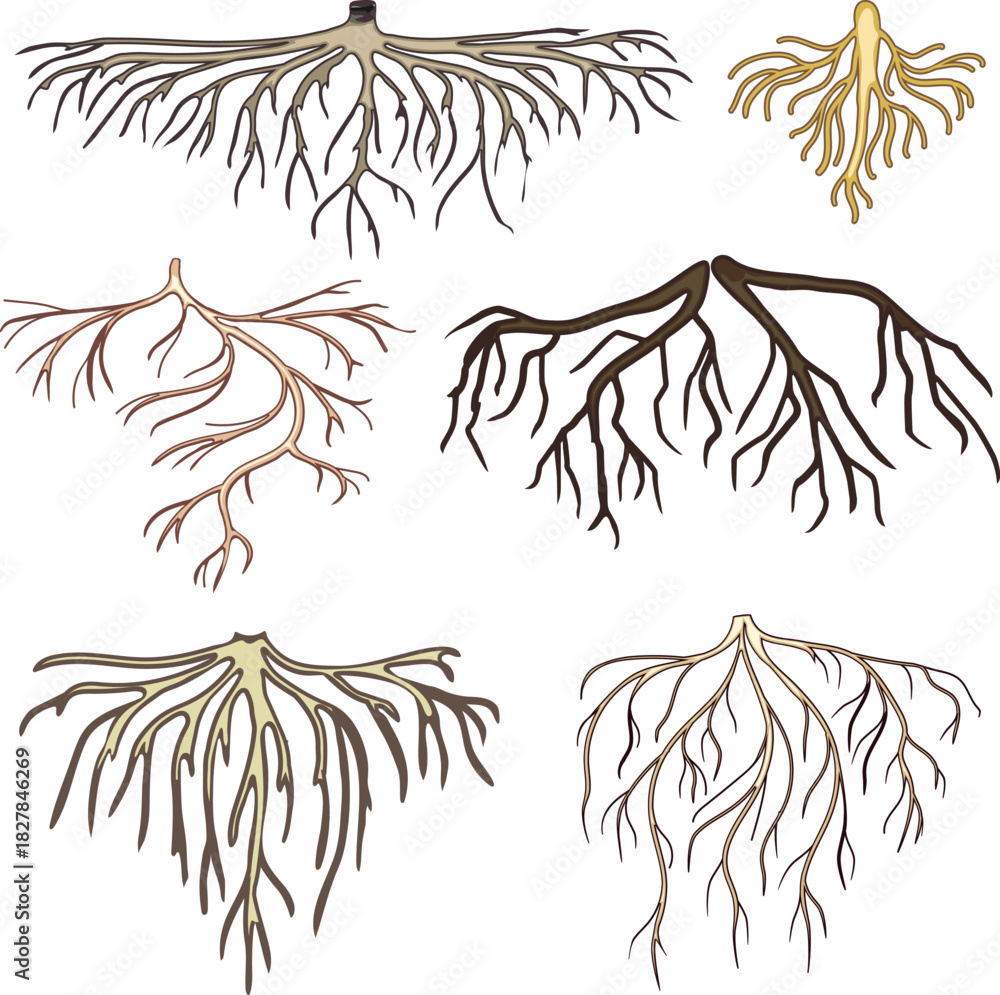 Fototapeta premium Set of roots isolated on white background 