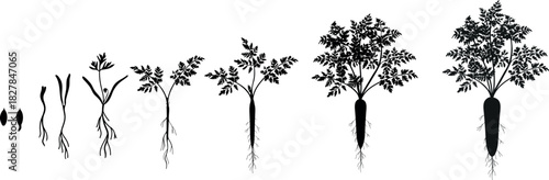 Black silhouette of life cycle of carrot plant development from planting a seed and sprouting to harvesting. Growth stages (phenophases) of carrot plant isolated on white background	