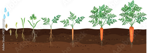 Life cycle of carrot plant development from planting a seed and sprouting to harvesting. Growth stages (phenophases) of carrot plant isolated on white background