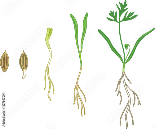 Growth stages of carrot plant from planting a seed to sprouting