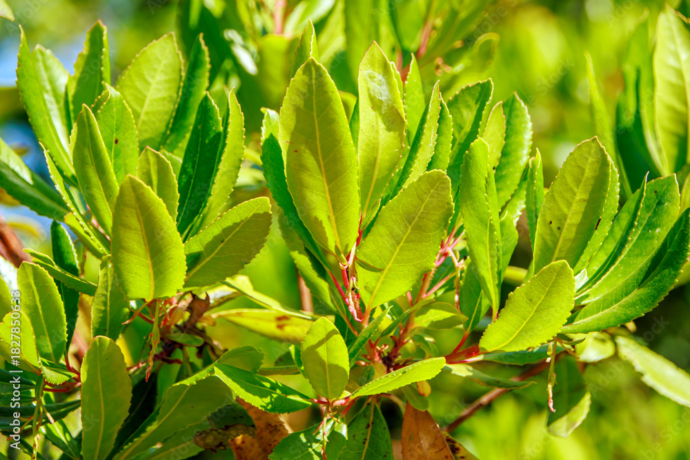 Obraz premium close-up of green leaves of tree in woods