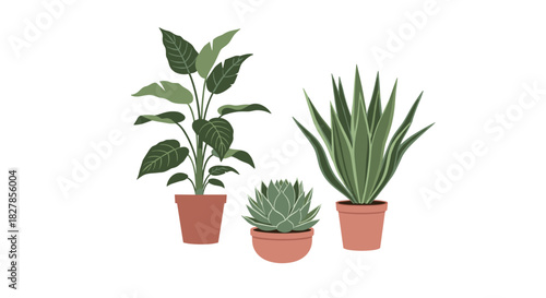 Collection of three distinct potted houseplants showcasing various species and sizes for contemporary home decor.