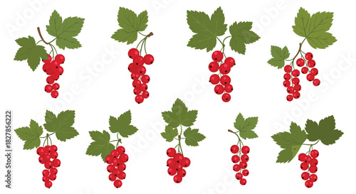 Collection of fresh redcurrant bunches with vibrant green leaves presented in various natural orientations.