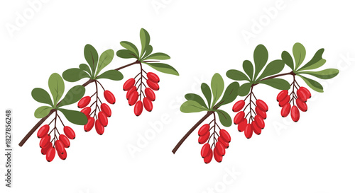 Two vibrant sprigs of barberry berries with lush green leaves showcasing their natural beauty.
