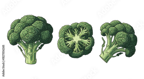Detailed vector illustration set showcasing whole broccoli florets a precise cross-section and a side view.