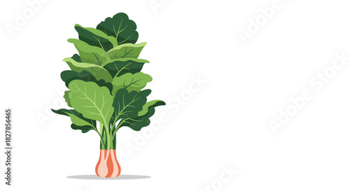 Vibrant and healthy bunch of fresh green leafy vegetables such as collard greens or swiss chard on a clean white background.