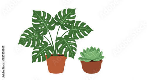 Elegant composition featuring a large potted monstera plant with distinctive leaves and a small succulent on a white background.