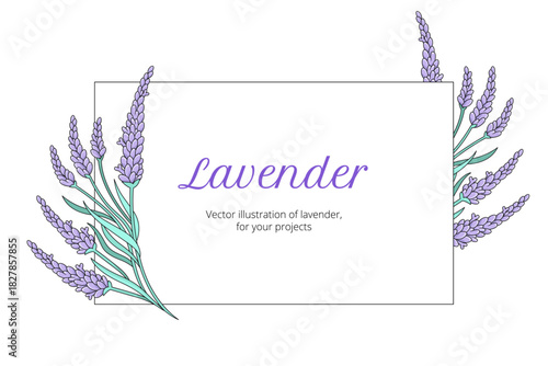 Lavender minimal floral composition with hand-drawn flowers. Elegant botanical template for labels, packaging and invitation cards.