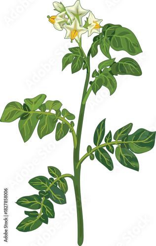 Flowering potato plant in botanical illustration style isolated on white background	