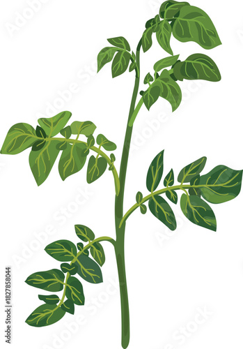 Potato stem with green leaves isolated on white background	