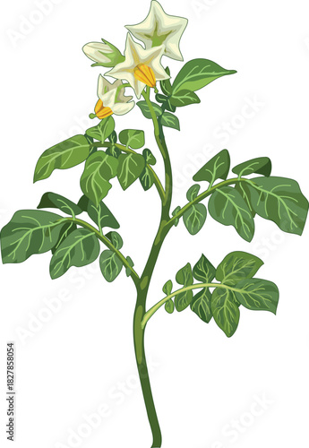 Flowering potato plant in botanical illustration style isolated on white background	