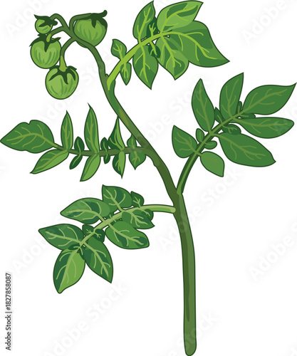 Potato stem with green leaves and fruits in botanical illustration style isolated on white background	