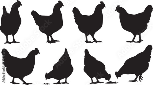 Set of eight black chicken silhouettes in various poses and profiles on a white background fowl bird on transparent background