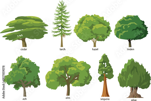 Collection of Diverse Tree Species Vector Illustrations Featuring Cedar, Larch, Hazel, Linden, Ash, Elm, Sequoia and Olive Types.