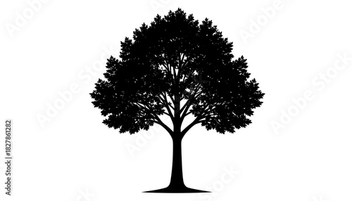 A silhouette of a broadleaf tree. It displays a dense canopy, a thick trunk, and a contrasting white background