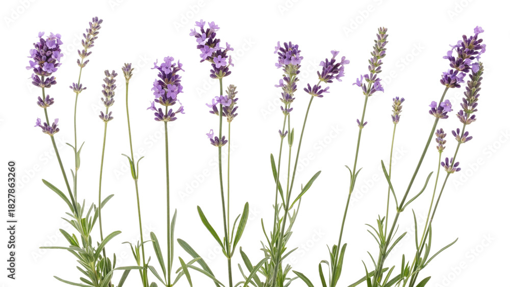 Naklejka premium Purple lavender flowers stand tall in neat rows isolated on transparent background
