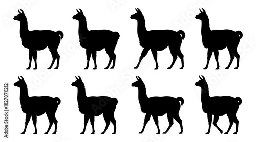 Llama silhouettes show natural standing and walking poses with simple contours. The animals appear calm and balanced in proportion. The silhouettes have very high quality