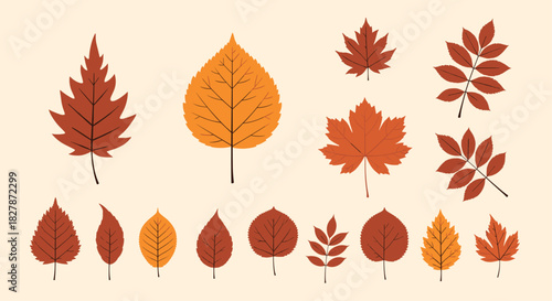 A diverse collection of beautiful autumn leaves in warm fall colors including maple and rowan for seasonal botanical designs.