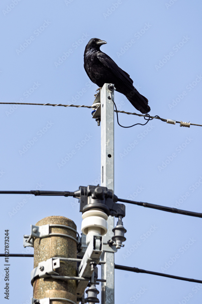 Obraz premium Black raven sitting on electricity witre inf ront of blue sky