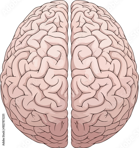 Anatomical Human Brain Superior View Vector Illustration