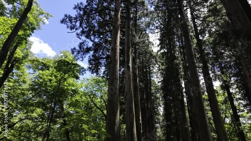 A sunny summer day with blue skies, walking a path through a forest of straight, tall trees.