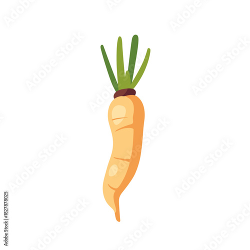White parsnip root vegetable with leaves, isolated flat style vector illustration