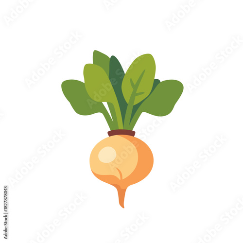 Yellow turnip root vegetable with green leaves, isolated flat style vector illustration