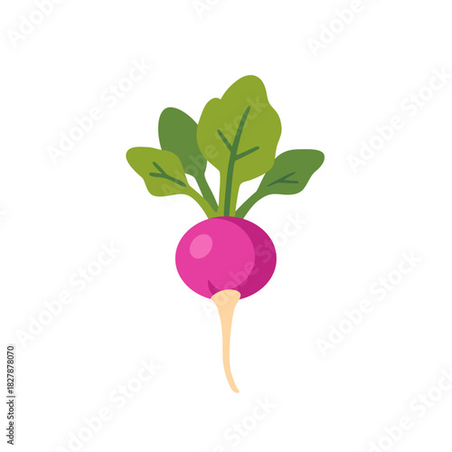 Pink radish root vegetable with green leaves, isolated flat style vector illustration