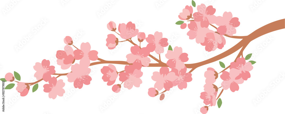 Fototapeta premium Delicate Pink Spring Blossoms Branch on White Background