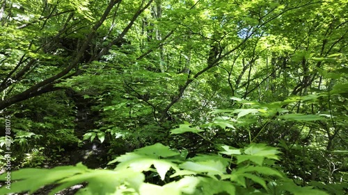 A thicket of trees, appearing somewhat wild, filled with sunlit leaves.