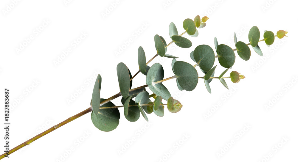 Naklejka premium Eucalyptus branch PNG isolated on transparent background, silver dollar eucalyptus foliage for floral design and decoration