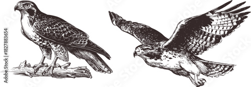 Hawk Sketch Vector, Hand Drawn Bird Illustration, Detailed Raptor Line Art, Wildlife Engraving Style, Vintage Etching Look