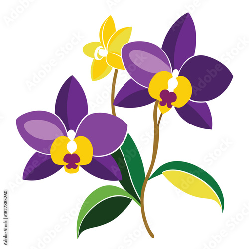 Beautiful purple and yellow orchid flowers on white background for illustration