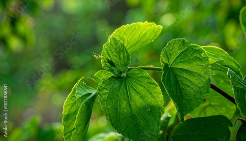 Bright green leaves, backlit by sunlight, on a plant with a blurry, verdant background, creating a serene, natural scene