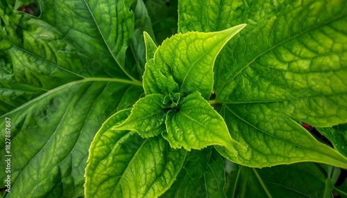 Bright green leaves unfold from the center, creating a vibrant, natural pattern