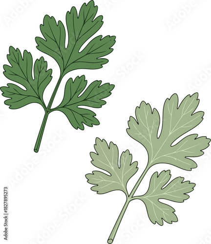 Fresh Parsley Sprigs Minimalist Vector Set