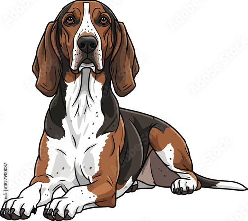 Hamilton Hound dog lying down relaxed with raised head 
