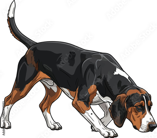 Hamilton Hound dog sniffing ground tracking stance