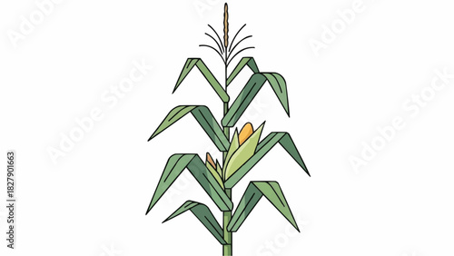 Illustration of a corn stalk with green leaves and a yellow ear of corn on a white background art