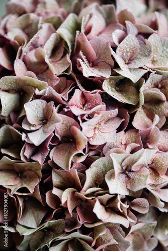 Wallpaper Mural Pink and green shaded hydrangea flower close up texture Torontodigital.ca