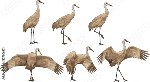 Sandhill crane illustrations, bird poses, flying, walking, standing, wings spread, nature, wildlife, anatomy, plumage, red crown, long legs, long neck, graceful, elegant, 