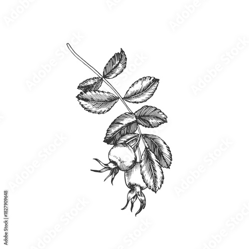 Rosehip branch with berries and leaves. Vector illustration, hand-drawn in ink. Graphic sketch isolated on a white background. Design element for tea labels, cosmetics, cards, and invitations.
