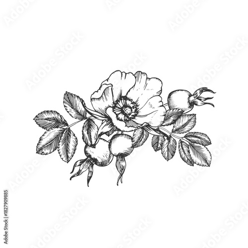 Rosehip hand-drawn ink vector illustration. Composition with flowers, berries, leaves, and buds. Element for packaging and label design for tea and cosmetics.