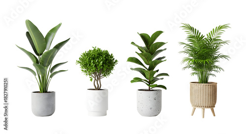 Collection of four potted plants with diverse foliage arranged on a plain white background