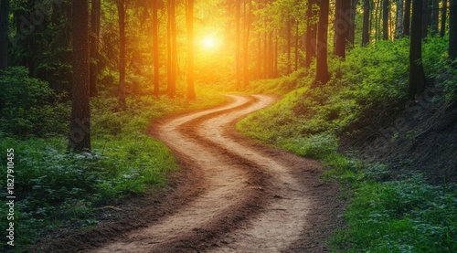 Fototapeta Naklejka Na Ścianę i Meble -  Sunlit forest path winding through trees (13)