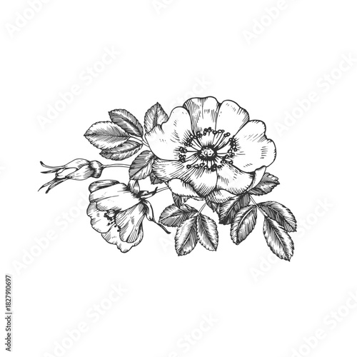 Rosehip hand-drawn ink vector illustration. Composition with flowers, leaves, and buds. Element for packaging and label design for tea and cosmetics.