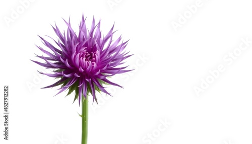 Blooming purple flower close-up shot nature floral isolated background macro view