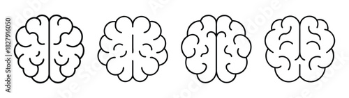Brain anatomy illustration for medical education and neuroscience research study diagram design