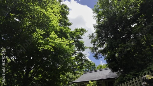 A pleasant day with blue skies and white clouds, featuring a forest with very tall trees and a lush canopy.