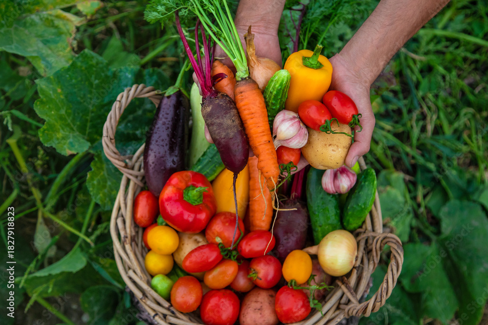 Naklejka premium A man with a harvest of vegetables in the garden. Selective focus.
